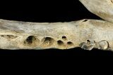 Fossil Juvenile Etruscan Wolf (Canis) Partial Mandible - Belgium #155000-4